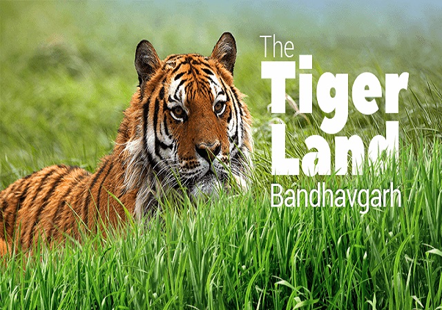 Bandhavgarh National Park Umaria